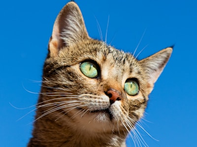 Woman with Persian Cat