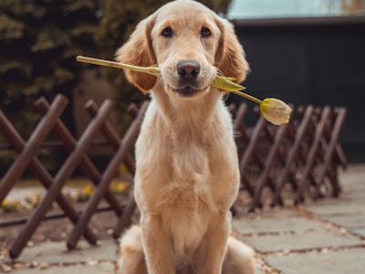 Woman with Golden Retriever